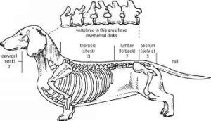 vertebral anatomy